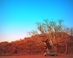 When visiting my son in Kununurra we finally ventured - just before my flight home - to THE boab tree he promised would ...