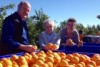 Moora Citrus tests export market