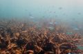 Staghorn corals killed by bleaching at Bourke Reef, on the north Great Barrier Reef.