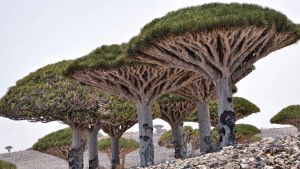 In the path of the storm ... rare dragon's blood trees on Socotra Island.