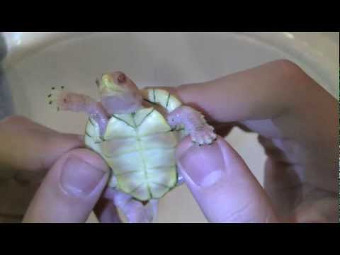 Top 5 Rarest Turtles