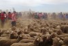 A sheep auction at Lameroo