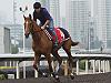 Gailo Chop withdrawn from HK Cup