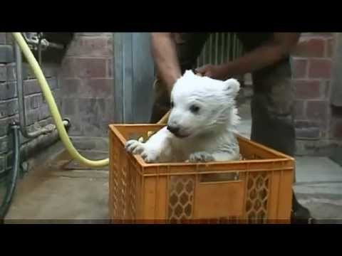 Eisbärbaby Knut im Tierpark Berlin 2007