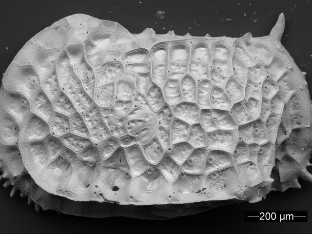 Winter Break Internship: How did marine microfossils respond to rapid climate cooling approximately 34 million years ago?