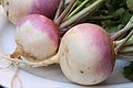 Turnip 2622027.jpg