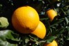 Griffith farm trialling citrus export program