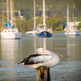 Pelican Roosting By Lindsay Moller