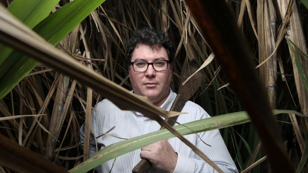 George Christensen in a sugar cane field near Mackay.