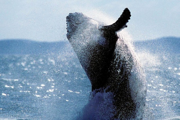 Humpback whale off the coast of Fraser Island, Queensland. There's a lot to explore on the world's largest sand island.