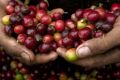 A coffee picker displays ripe, bright red coffee beans.