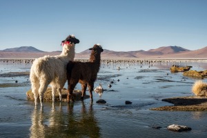 IIamas in the Eduardo Avaroa National Reserve, Bolivia.