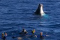 Swimming with humpbacks.
