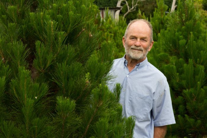 Christmas tree farmer Ron Junghans peeks out from behind a pine tree