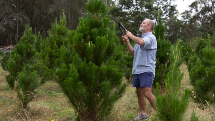 How to look after your Christmas tree