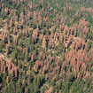 62 Million Trees Have Died In California In 2016 