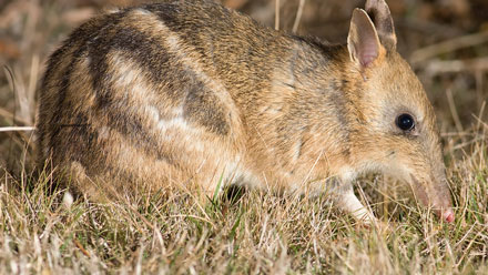 Eastern Barred Bandicoot