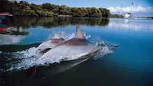 Two dolphins in river