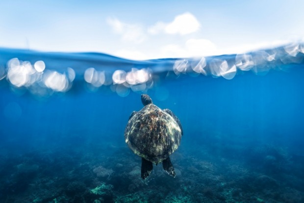 Catching a glimpse of one of the island locals ascending for a breath of air in Fitzroy Island's lagoon, Queensland.