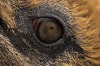 About as close an encounter you could get with this close up shot of a King Penguin's eye. Shot on Salisbury Plain, ...