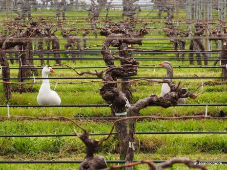 Vineyard Geese. On a trip to Margaret River I spotted this pair of geese wandering the aged and well tended vines. The ...