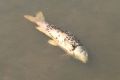 Flies gather on dead carp floating on Lake Burley Griffin