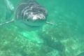 A Perth diver comes within inches of a great white shark near Esperance.