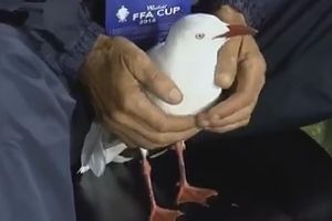 The injured seagull seemed pretty content after being hit by an errant soccer ball. 