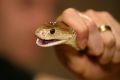 The boy was bitten by a coastal taipan while collecting eggs from the chicken pen in the backyard.