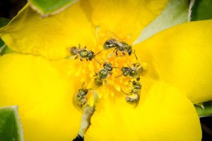 Bees on Fraser Island (Supplied: Dr Tobias Smith)