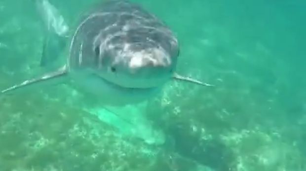 A Perth diver comes within inches of a great white shark near Esperance.