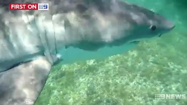 A Perth diver comes within inches of a great white shark near Esperance.