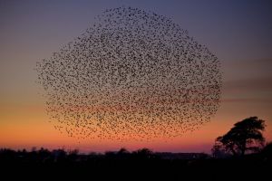 Starlings put on a display as they gather in murmurations on November 25, 2016 in Gretna, Scotland.