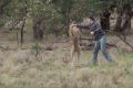 The kangaroo was punched in the face after it released the man's dog. 