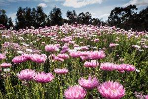 Thanks to the work of volunteers, Melton Botanic Garden is a key destination for those wanting to learn about native and ...