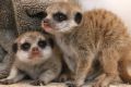 Baby meerkats at Taronga Zoo. 