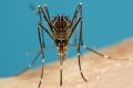 Aedes notoscriptus - better known as the common backyard mosquito. 