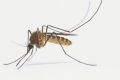 A mosquito. There's an app for that.