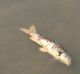 Flies gather on dead carp floating on Lake Burley Griffin