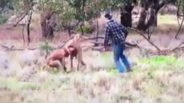 The man rushes to save his dog who is in the kangaroo's grip.