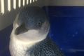 The penguin was taken to Taronga Zoo and found to be healthy but slightly underweight. 
