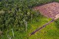 Deforestation in the Leuser Ecosystem in August. 