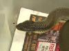 Worker lucky to dodge deadly tiger snake