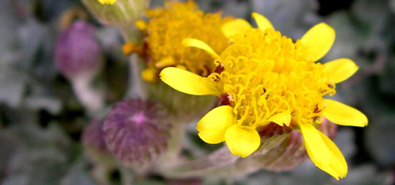 peaks-groundsel