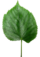 Leaf.png