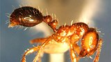 Red fire ant