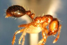 Red fire ant