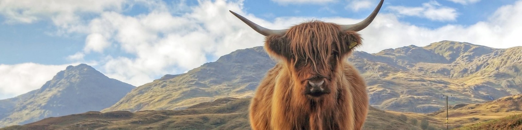 Scotland cow