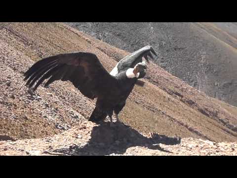 LIBERACIÓN DEL CONDOR ANDINO "MORENO", CUESTA DE LIPAN, JUJUY