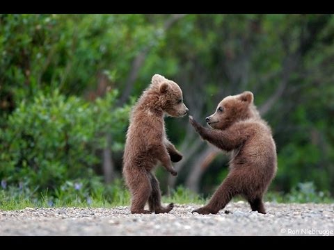 Baby Bears getting food